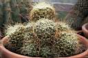 MAMMILLARIA CAMPTOTRICHA.jpg